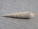 TEREBRIDAE HASTULA ESCONDIDA