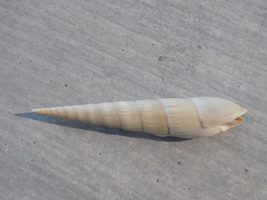 TEREBRIDAE HASTULA ESCONDIDA