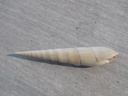 TEREBRIDAE HASTULA ESCONDIDA