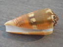 CONIDAE PIONOCONUS ALEXISALLARYI XL
