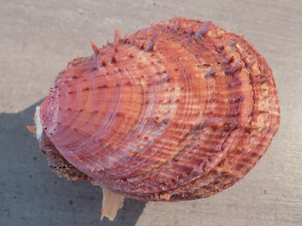 SPONDYLIDAE SPONDYLUS ICTERICUS