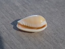 MARGINELLIDAE PERSICULA CORNEA CORNEA