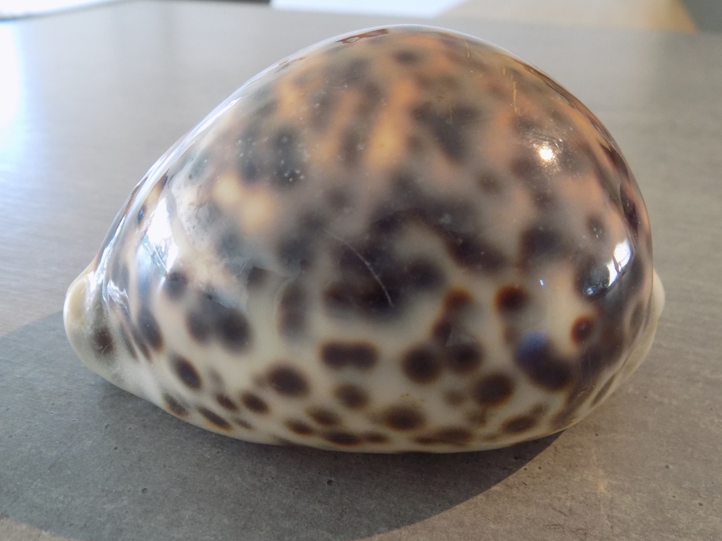 CYPRAEA TIGRIS TIGRIS BIG