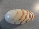 NAUTILIDAE NAUTILUS POMPILUS