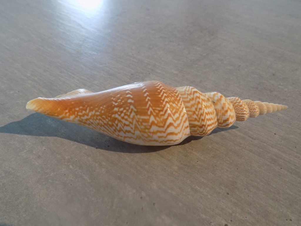 STROMBIDAE MIRABISTROMBUS LISTERI XL