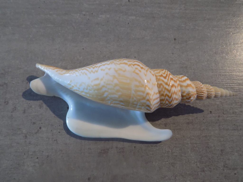 STROMBIDAE MIRABISTROMBUS LISTERI XL