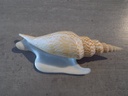 STROMBIDAE MIRABISTROMBUS LISTERI XL