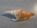 STROMBIDAE MIRABISTROMBUS LISTERI XL