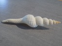 FASCIOLARIIDAE FUSINUS COLUS XL