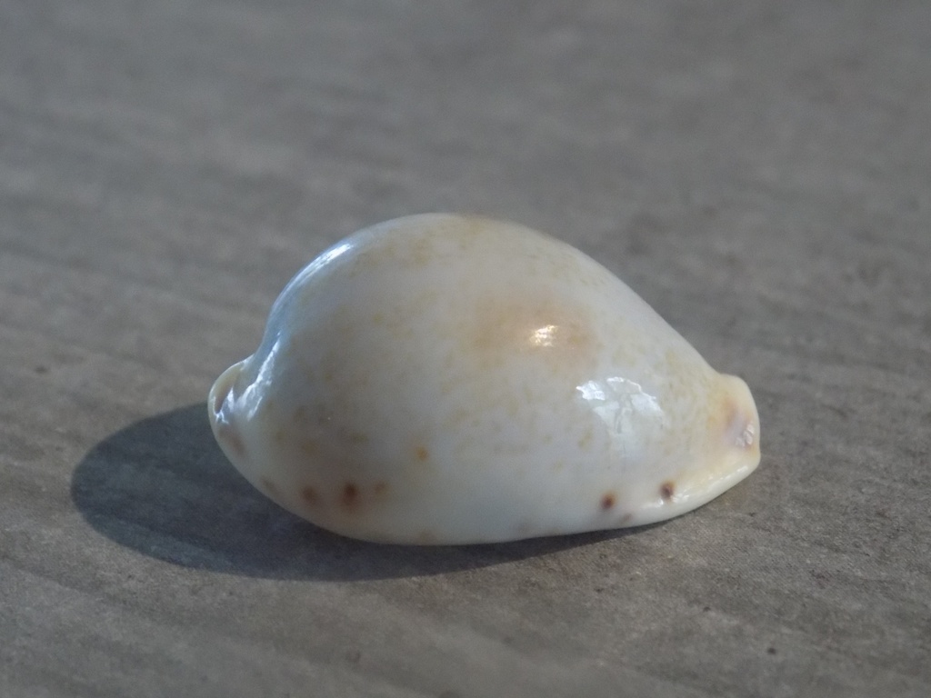 CYPRAEA ERRONEA PYRIFORMIS