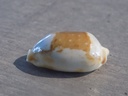 CYPRAEA BISTOLIDA STOLIDA STOLIDA