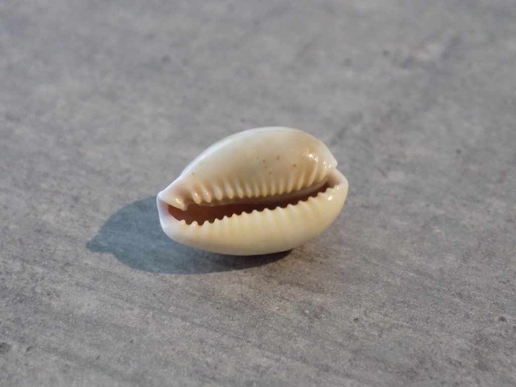 CYPRAEA NARIA HELVOLA HAWAIIENSIS