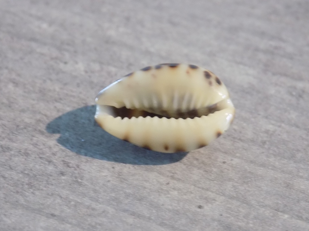 CYPRAEA MELICERONA FELINA FABULA