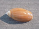 OLIVIDAE ANCILLA CINNAMOMEA