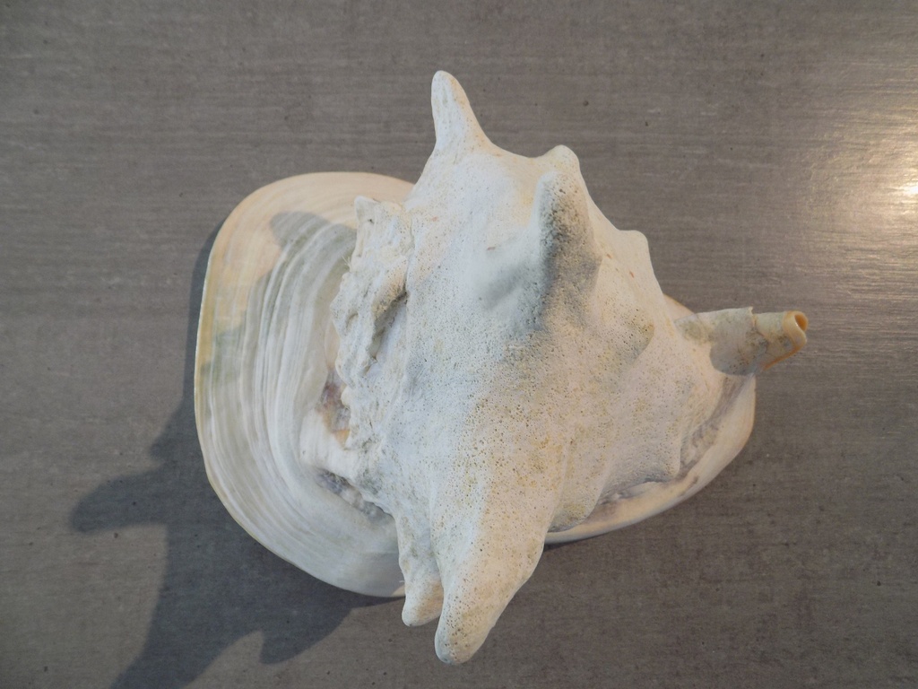 CASSIDAE CASSIS CORNUTA 