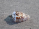 CONIDAE XIMENICONUS PUNCTICULATUS