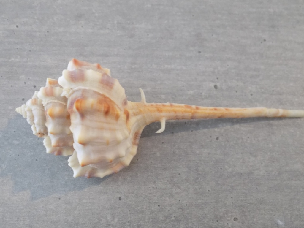 MURICIDAE HAUSTELLUM LONGICAUDUM