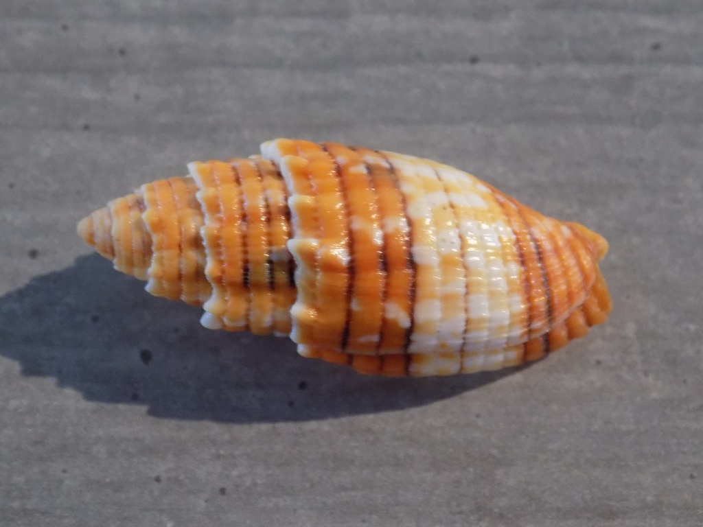 MITRIDAE QUASIMITRA PUNCTICULATA