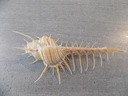 MURICIDAE MUREX TROSCHELI