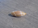 OLIVIDAE ANCILLA BOSCHI rare