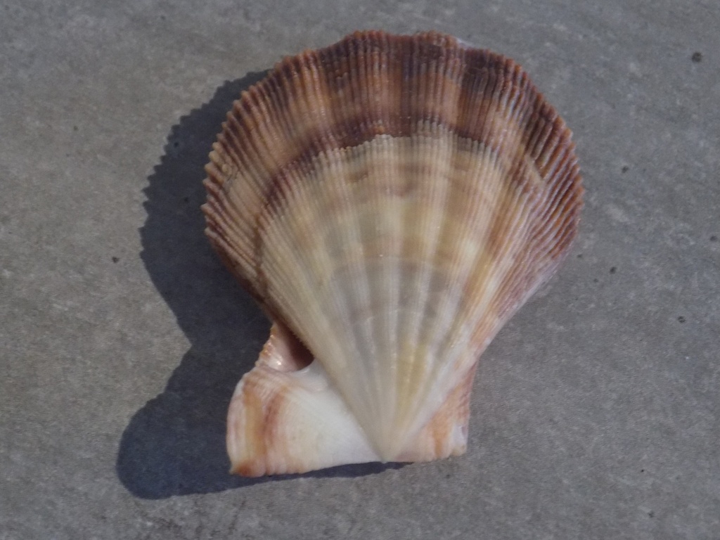 PECTINIDE COMPLICHLAMPS WARDIANA