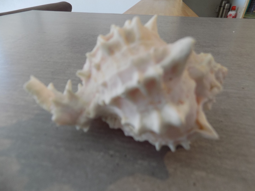MURICIDAE HEXAPLEX ERYTHROSTOMUS
