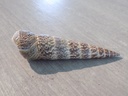 TURRITELLIDAE TURRITELLA VARIAGATA