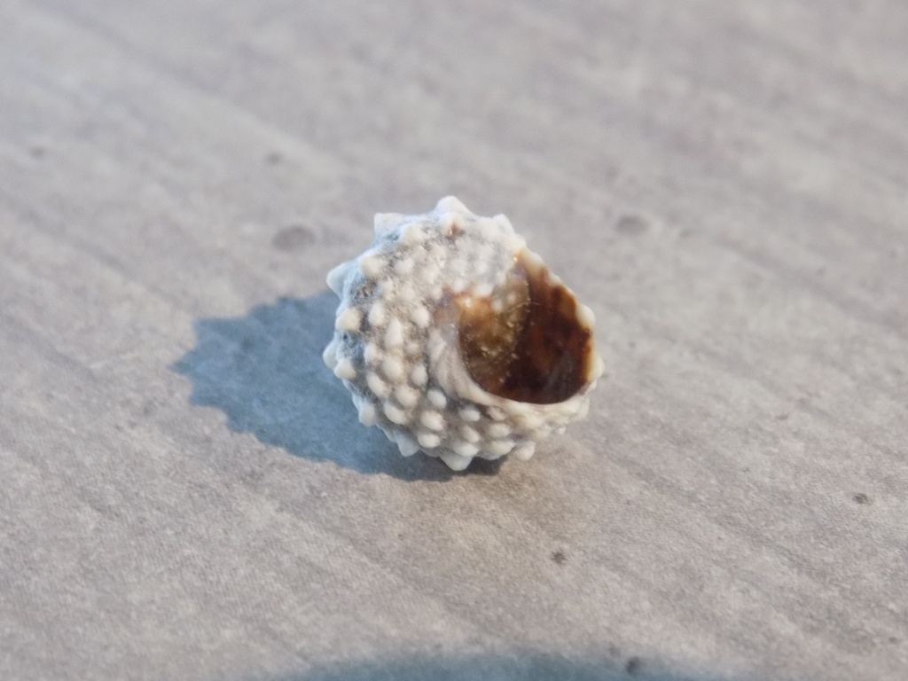 LITTORINIDAE NODILITTORINA TUBERCULATA