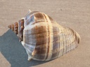 MELONGENIDAE MELONGENA PATULA