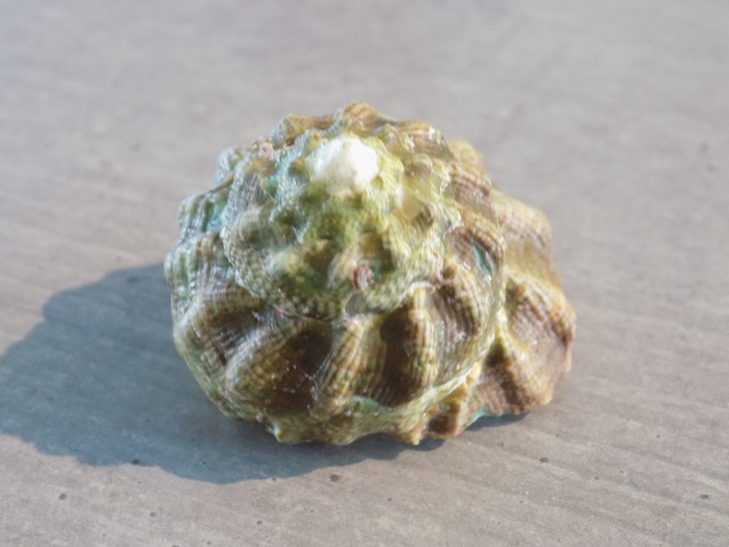 TURBINIDAE LITHOPOMA TUBER