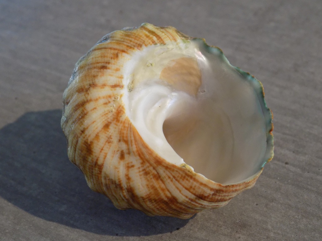 TURBINIDAE LITHOPOMA TUBER