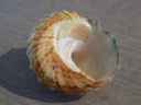 TURBINIDAE LITHOPOMA TUBER
