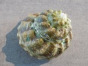 TURBINIDAE LITHOPOMA TUBER