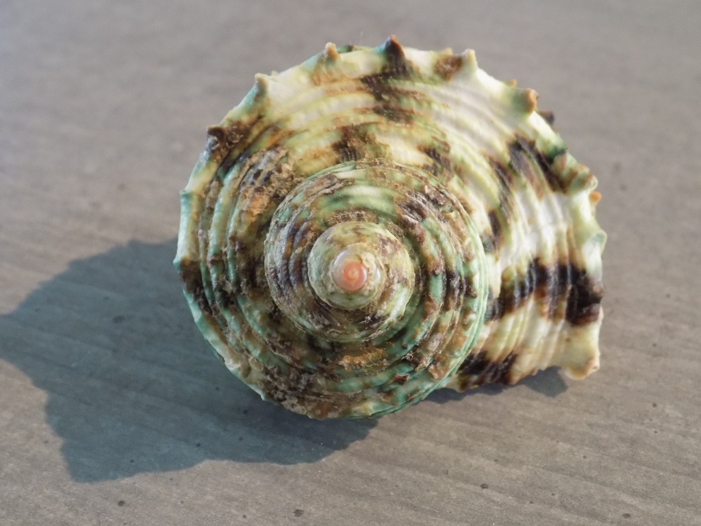 TURBINIDAE TURBO ARGYROSTOMUS