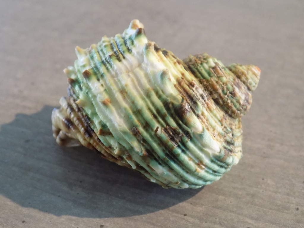 TURBINIDAE TURBO ARGYROSTOMUS