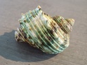 TURBINIDAE TURBO ARGYROSTOMUS