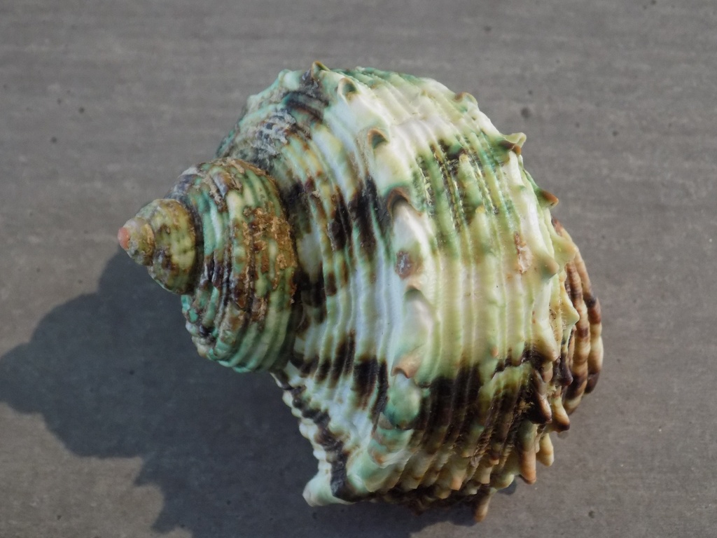 TURBINIDAE TURBO ARGYROSTOMUS
