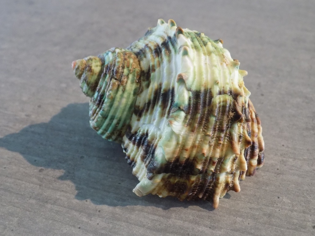TURBINIDAE TURBO ARGYROSTOMUS