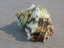 TURBINIDAE TURBO ARGYROSTOMUS