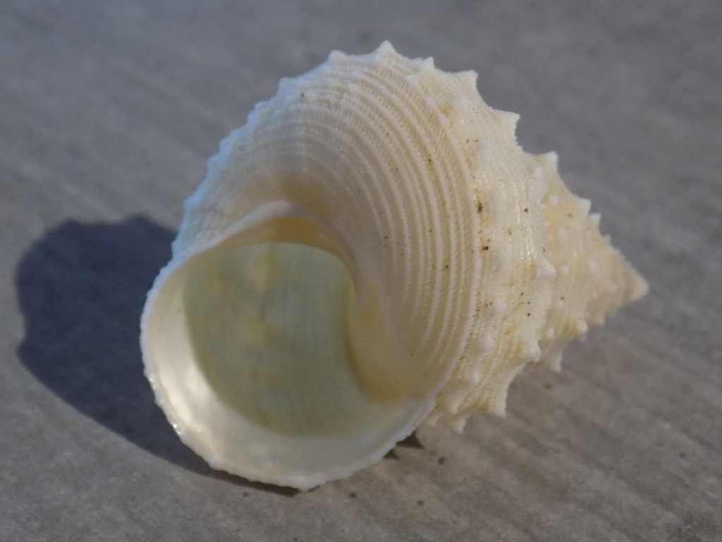 CALLIOSTROPIDAE LISCHKEAIA UNDOSA
