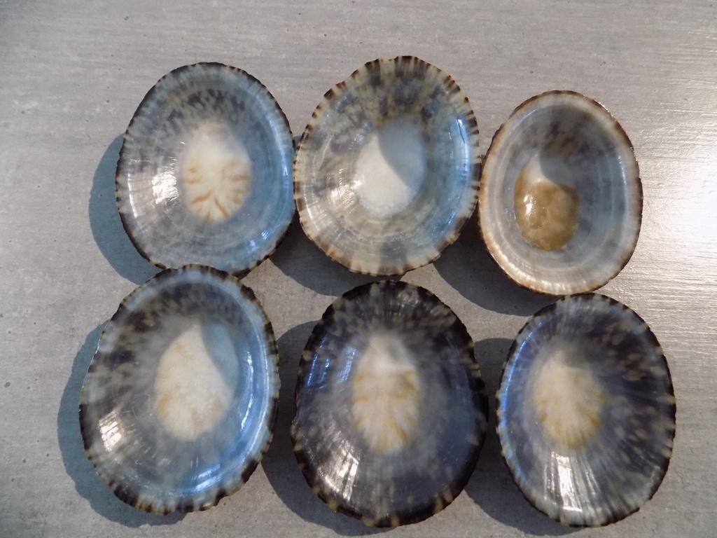 NECELLIDAE CELLANA TESTUDINARIA 