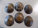 NACELLIDAE CELLANA TESTUDINARIA