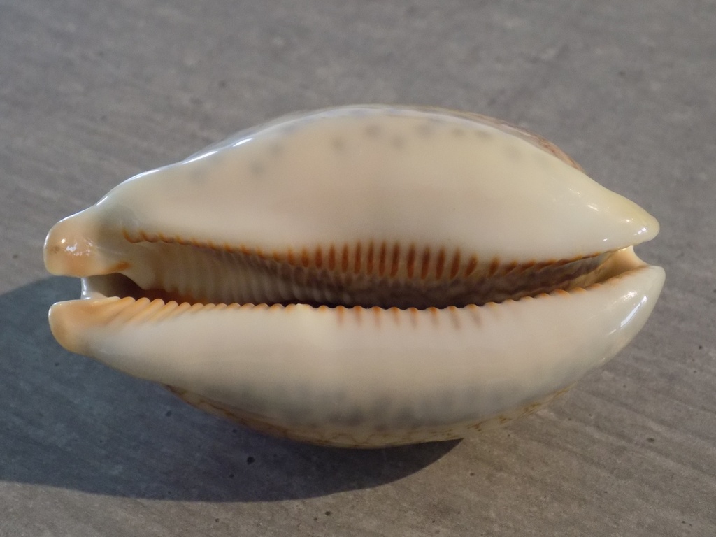 CYPRAEA MAURITIA EGLANTINA XL