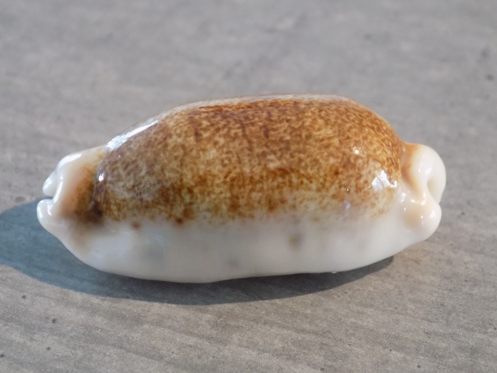 CYPRAEA ERRONEA CAURICA Nigérisante XL