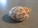 DSCN0414.webp