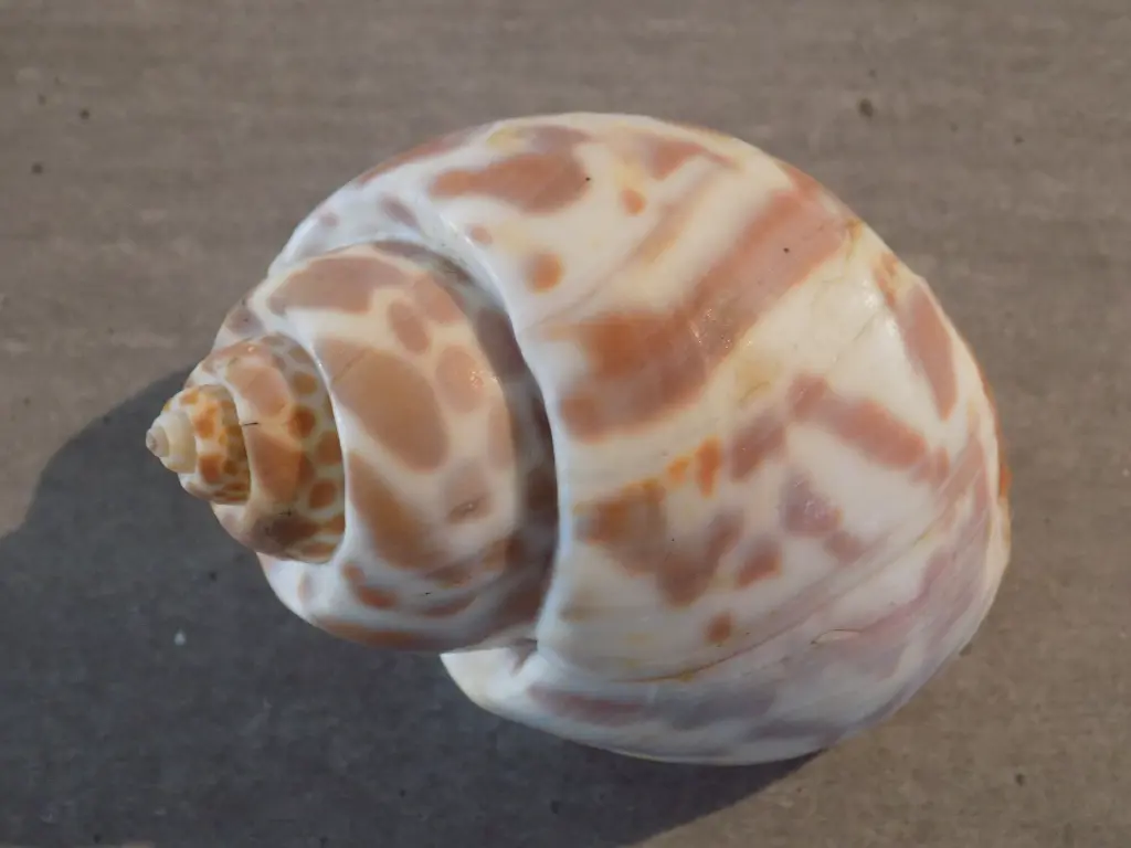 DSCN0418.webp