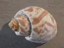 DSCN0418.webp