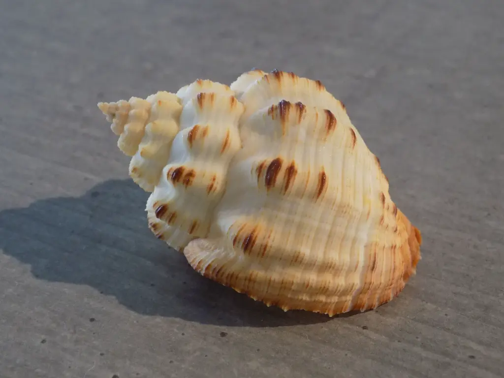 DSCN0419.webp