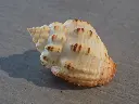 DSCN0419.webp