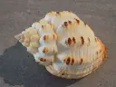 DSCN0423.webp